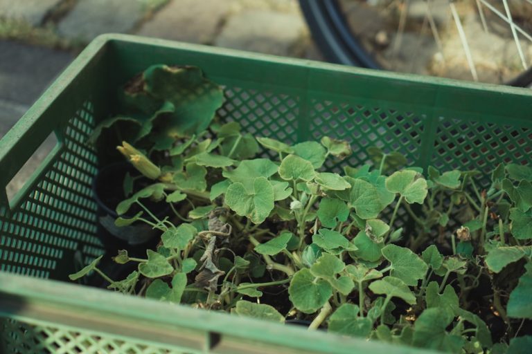 green plant on green plastic container