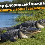 Два алігатора на сонці у Флориді