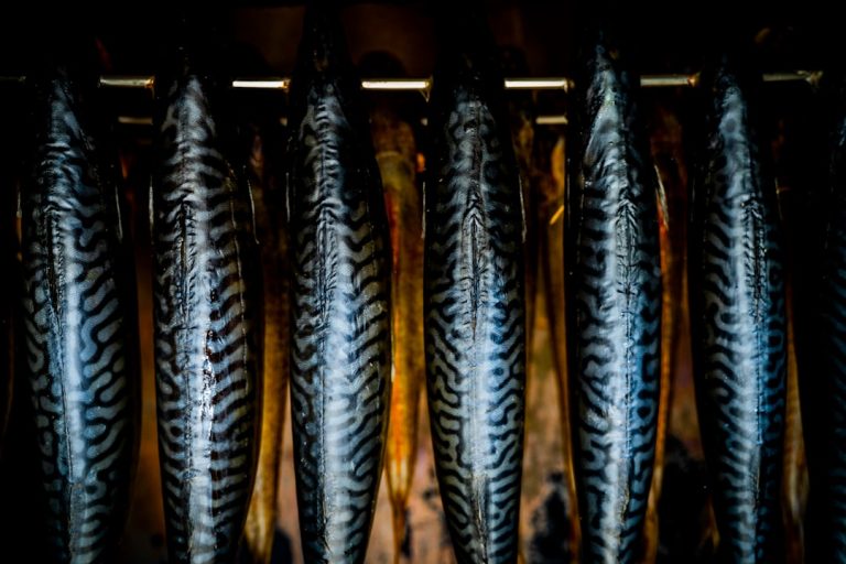 black and gray fish on black metal frame