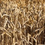 a field of wheat