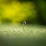 a small plant is growing out of the grass