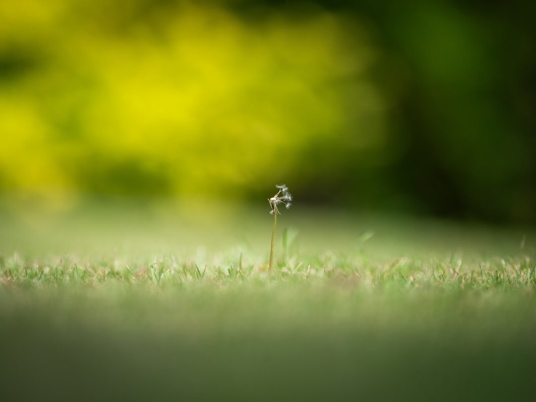 a small plant is growing out of the grass