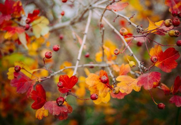 photo of red and yellow flowers